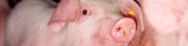 Uso de aromas para reduzir os problemas ao desmame dos leitões 