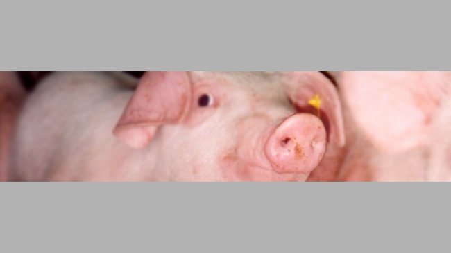 Uso de aromas para reduzir os problemas ao desmame dos leitões