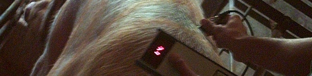 Alimentação das porcas durante a gestação