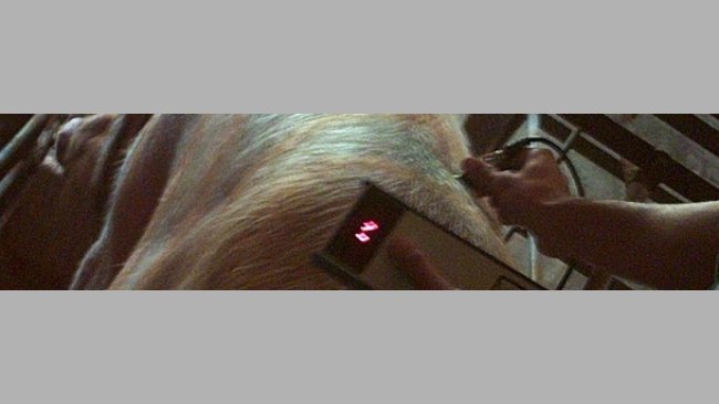 Alimentação das porcas durante a gestação