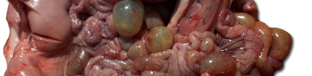 Necropsia de un lech&oacute;n afectado, n&oacute;tese la dilataci&oacute;n de las asas del intestino delgado y grueso.