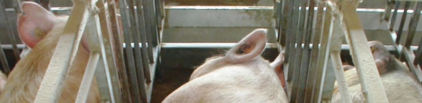 Maneio alimentar em porcas desde o desmame à cobrição