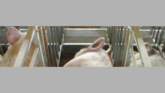 Maneio alimentar em porcas desde o desmame à cobrição