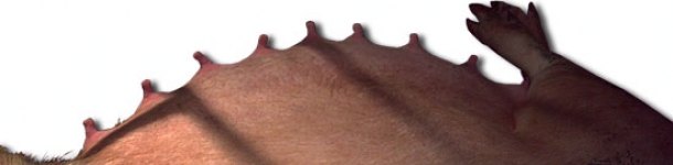 ¿Cómo igualamos las camadas tras el parto? (III) Igualar por número y tamaño