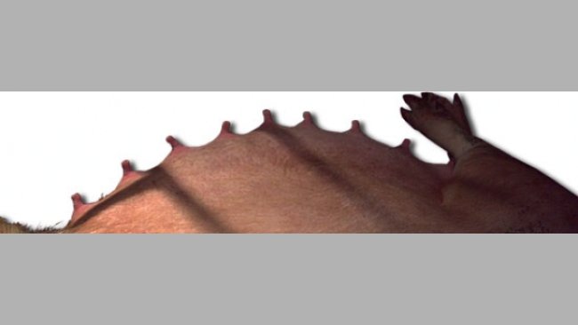 ¿Cómo igualamos las camadas tras el parto? (III) Igualar por número y tamaño