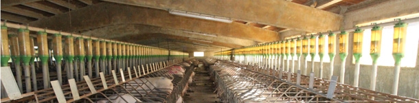 alimenta&ccedil;&atilde;o gesta&ccedil;&atilde;o