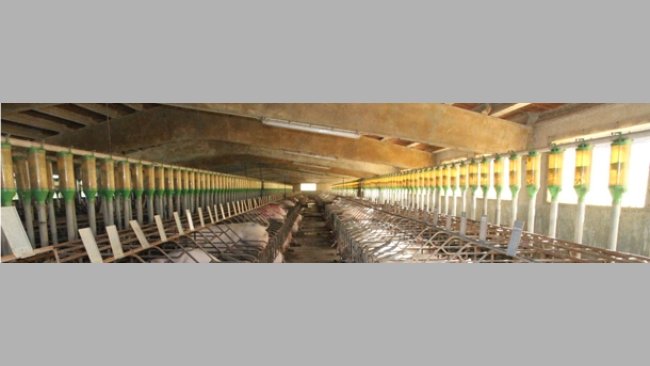 alimentação gestação