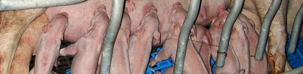 Leit&otilde;es lactantes