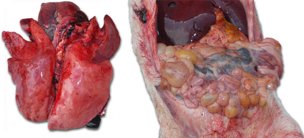 congestión pulmonar grave y una enteritis de gravedad variable con afectación de más o menos importancia de los ganglios linfáticos mesentéricos.