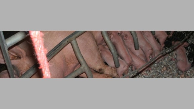 Cuando faltan tetas, el lechón más fuerte siempre ocupa la posición del débil, que se queda sin mamar.
