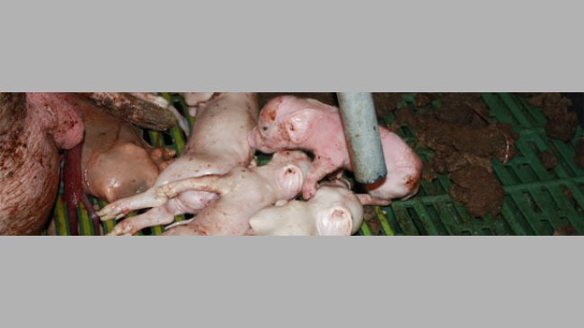 Leitões nascidos mortos