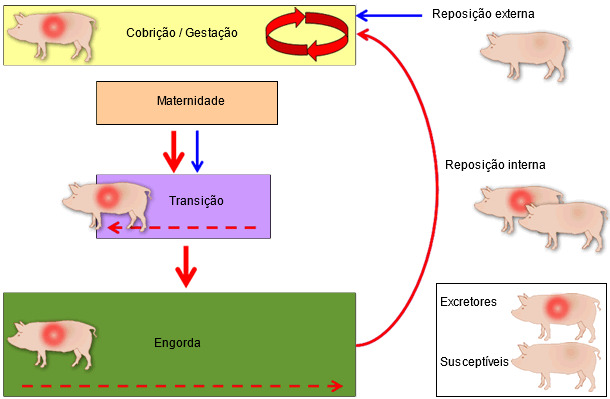 Mechanism of perpetuation of PRRSV infection in a breeding herd