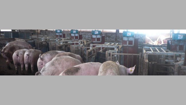 Comedouros automatizados