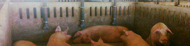 Queda de ração diretamente ao solo