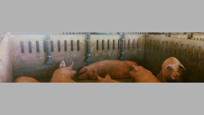 Queda de ração diretamente ao solo