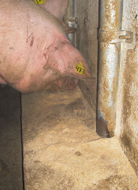 Reconversão de uma exploração de porcas com alimentadores  individuais e ração no solo “imitando queda lenta”, sem laterais.