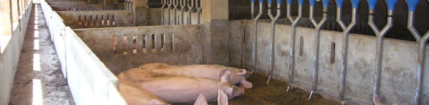 Comedouros longitudinais tipo canal com dosificadores queda individual, com separação