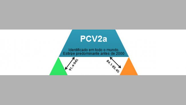 Principales genotipos de PCV2 y su relación en base a los genes de la cápside.