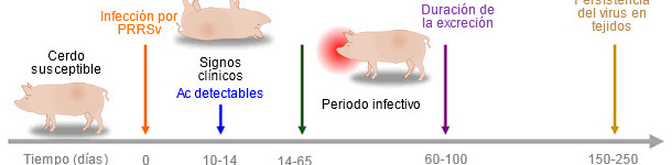 Capacidad de las herramientas diagnósticas para detectar antígenos o anticuerpos de PRRSV durante la infección.
