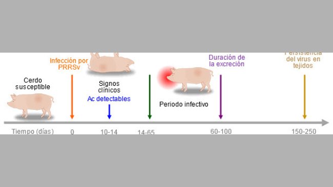Capacidad de las herramientas diagnósticas para detectar antígenos o anticuerpos de PRRSV durante la infección.