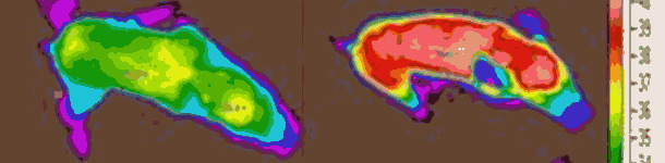 Termografía de unos lechones