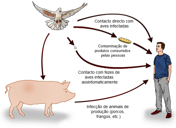 Posibles vías de transmisión de Salmonella spp. de las aves silvestres al hombre