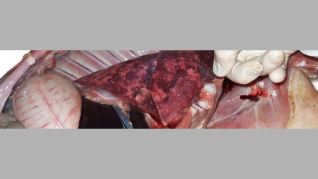 Pulmones agrandados, no colapsados, de consistencia gomosa y color desigual que corresponde a pneumonia intersticial