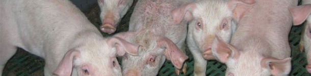 Acute generalized EE