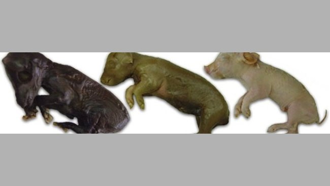 Consecuencias de PCV2 al nacimiento