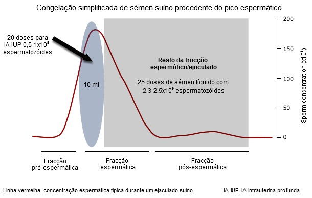 Un típico eyaculado de verraco presenta 3 fracciones distintas dependiendo –entre otros parámetros– de la concentración espermática (representada aquí con una línea roja)