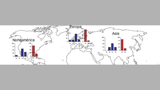 Prevalencias geográficas de diferentes cepas de TTSuV