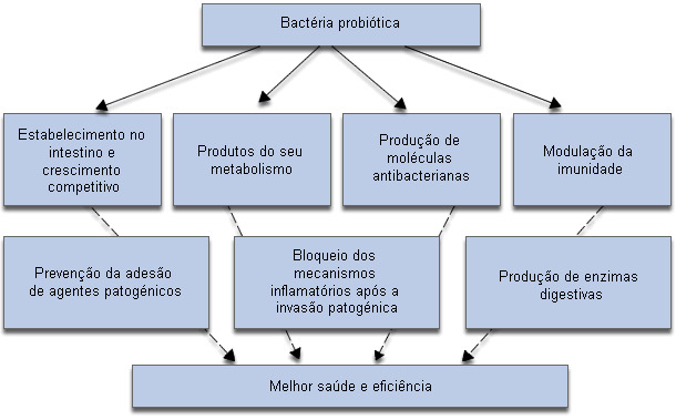 Mecanismos implicados en los efectos positivos de los probióticos sobre el crecimiento y salud de los animales