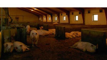 Cerdas gestantes en grupo