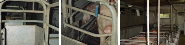 Alimentação manual em comedouros muito grandes. A porca dispõe de uma chupeta de fluxo médio mas temos uma torneira em cada lugar para juntar água às refeições ou quando entendermos oportuno.