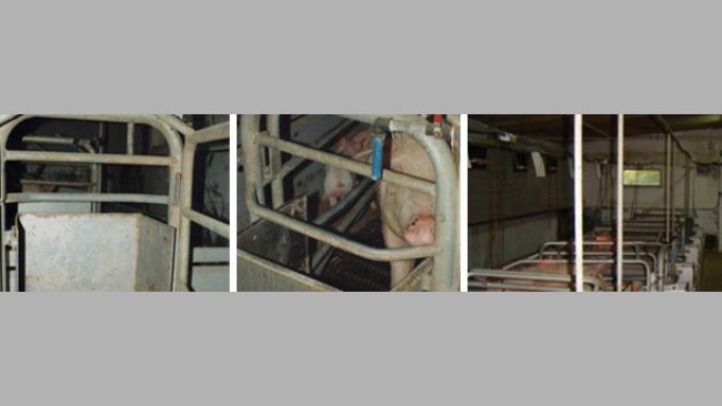 Alimentação manual em comedouros muito grandes. A porca dispõe de uma chupeta de fluxo médio mas temos uma torneira em cada lugar para juntar água às refeições ou quando entendermos oportuno.