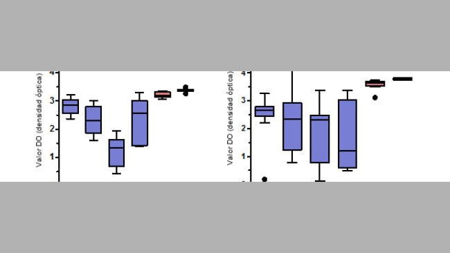 Niveles de anticuerpos IgG específicos para PCV2 medidos mediante ELISA en suero y calostro de cerdas