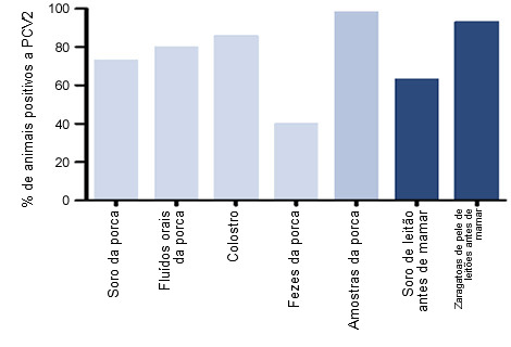 orcentaje de animales positivos a DNA de PCV2