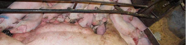 Hasta la fecha, la genómica ha tenido poco impacto en la producción comercial