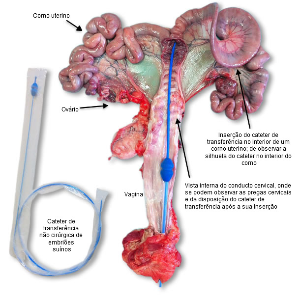 Aparato genital de una cerda