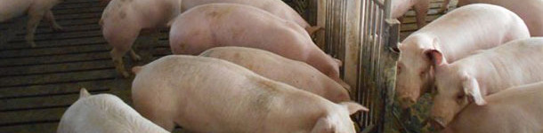 Exploração de suínos