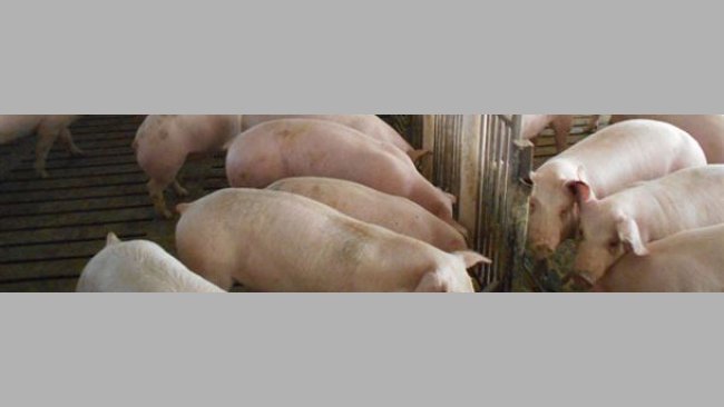 Exploração de suínos