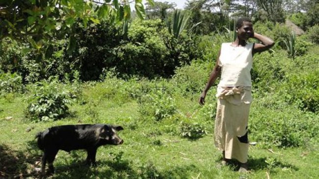 Cerdo en extensivo atado a un árbol para evitar daños a cultivos cercanos en Homa Bay, Kenia