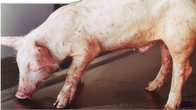 Lechón con desmedro