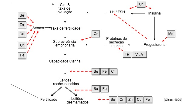 Componentes da produtividade da porca. Papel dos oligoelementos