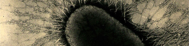 Los factores de adhesión de ETEC son proteínas especializadas de las fimbrias o pilus, que se adhieren fuertemente a los receptores de glicoproteína de las células intestinales