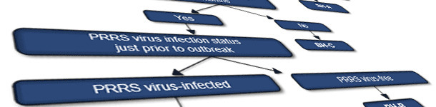 Sistema de clasificación del virus PRRS en granjas de cerdas