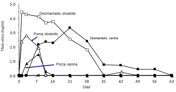 Efecto de la edad del cerdo sobre la multiplicación del PRRSV