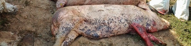 Cadáveres de cerdos infectados con el virus de la PPA.