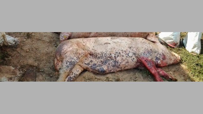 Cadáveres de cerdos infectados con el virus de la PPA.