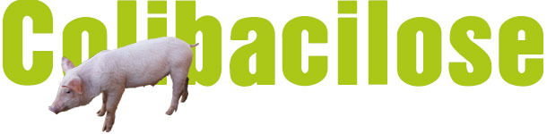 Colibacilosis
